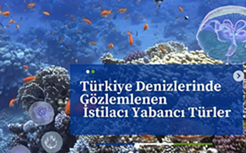 Doğal yaşam alanlarından farklı ve uzak ekosistemlere genellikle insan etkisiyle taşınan canlılara yabancı türler denmektedir. Bunlardan hızlı şekilde büyük popülasyon oluşturan ve aynı zamanda insan sağlığına ya da ekosisteme olumsuz etkilerde bulunanlar istilacı tür olarak adlandırılmaktadır.

Türkiye kıyılarından bildirilen yabancı türlerin çoğu, Süveyş Kanalı vasıtasıyla Kızıldeniz kökenlidir.

2021 yılında yapılan son çalışmalar, Türkiye denizel yabancı türler listesi güncellemesinde, 404'ü bölgede yerleşik ve 135 tür ziyaretçi olmakla birlikte,18 taksonomik gruba ait toplam 539 tür tespit edilmiştir. Bu çalışmalar 2011 – 2021 yılları arasında listeye toplam 185 yeni yabancı tür eklendiğini göstermektedir.